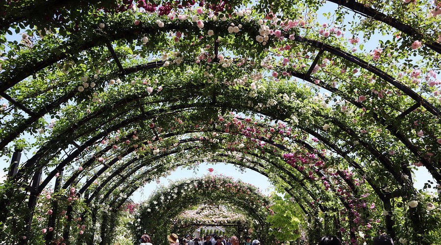 🌸 플로럴 가든 요사미 이미지 4